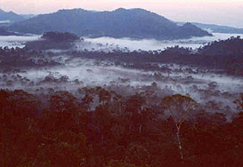 Dawn over the Danum forest.. Photo by O. Fung