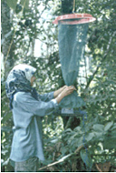 Entomology study