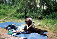 Bear study by local Researcher