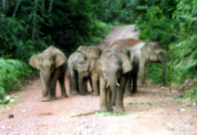 Bornean pygmy elephants