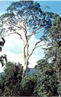Mengaris tree