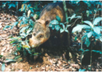 Sumatran rhino