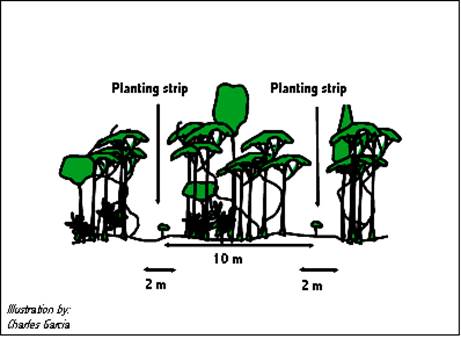 Description: Line planting illustration bmp