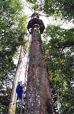 Canopy Observation Platform. Photo By Mokti