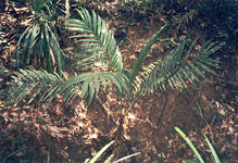 Nenga Gajah Palm. Photo ByS. Yorath