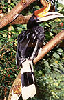 Rhinoceros Hornbill. Photo YS/ICSB