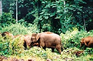 Asian Elephant herd on MLW near KM78. Photo by H.H. Tan