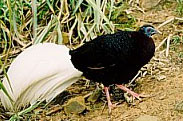Male Bulwer's Pheasant. Photo by P. Chong