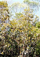 Heath Forest, Maliau Basin. Photo by P.Chong