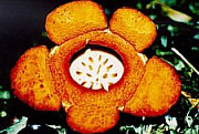 Rafflesia tengku-adlinii, Maliau Basin. Photo by C.Marsh